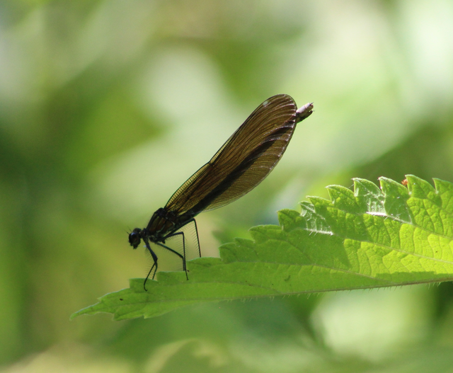 Calopteryx virgo - kisasszony-szitakötő