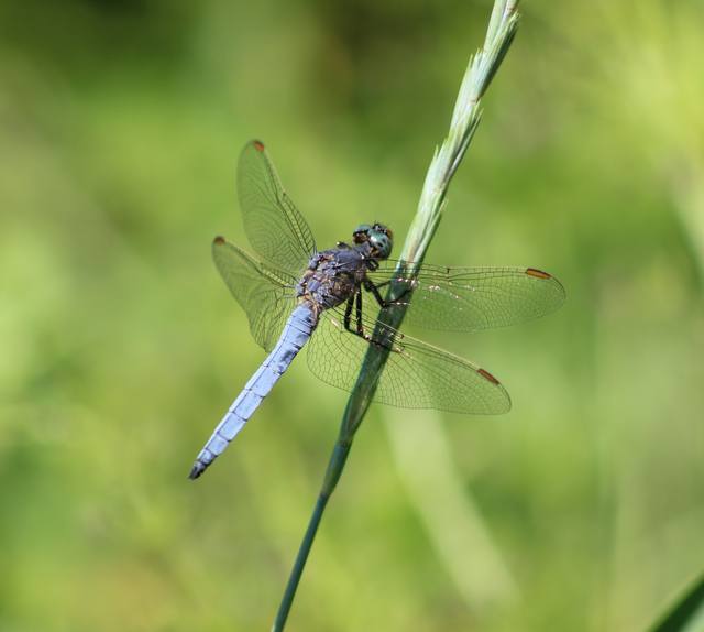 Orthetrum coerulescens - karcsú pásztorszitakötő