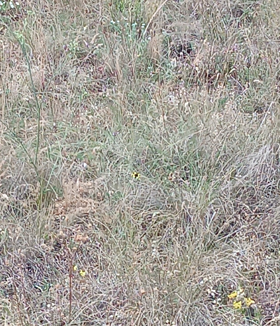 Libelloides macaronius - keleti rablópille