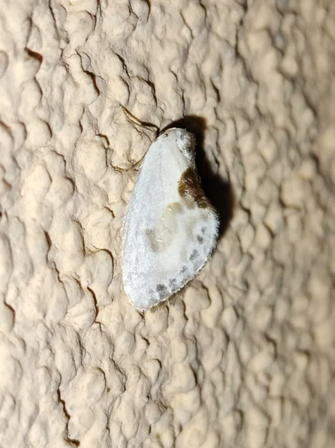 Cilix glaucata - törpe sarlósszövő