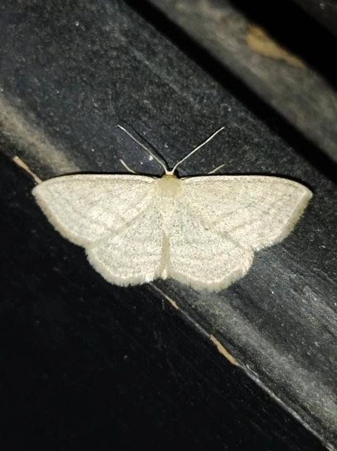Scopula virgulata - vesszős sávosaraszoló