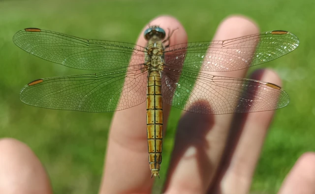 Orthetrum brunneum - pataki pásztorszitakötő