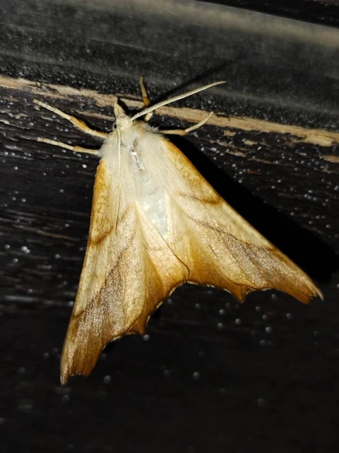 Ennomos fuscantaria - kőris-levélaraszoló