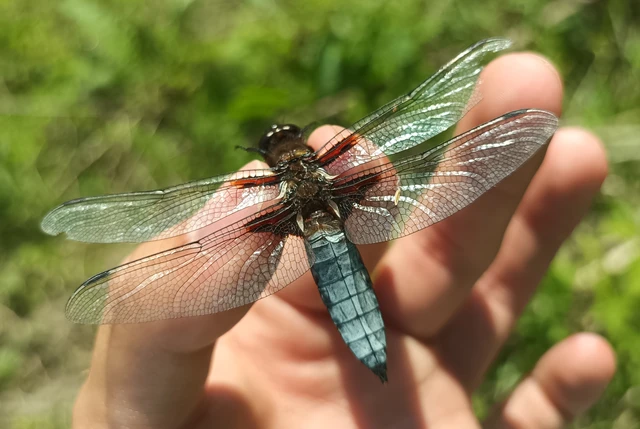 Libellula depressa - széles laposacsa