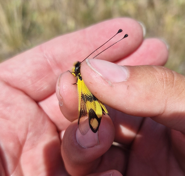 Libelloides macaronius - keleti rablópille