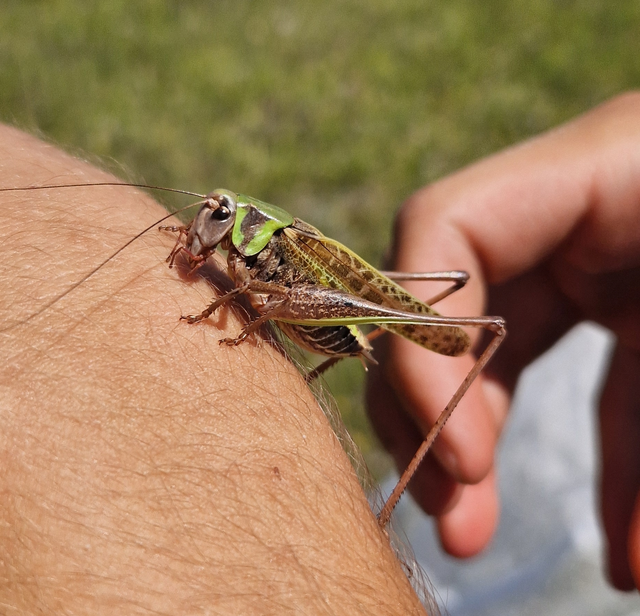 Decticus verrucivorus - szemölcsevő szöcske
