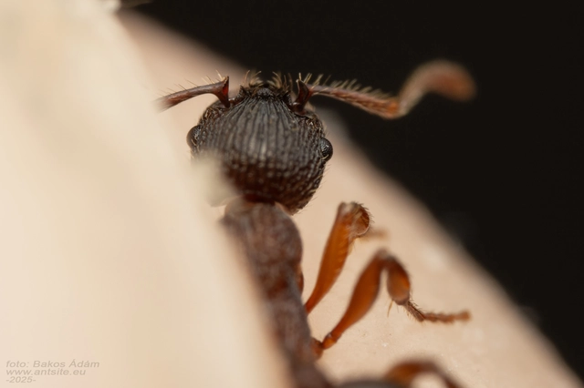 Myrmica schencki - kétszínű bütyköshangya