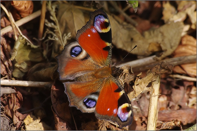 Nymphalis io - nappali pávaszem