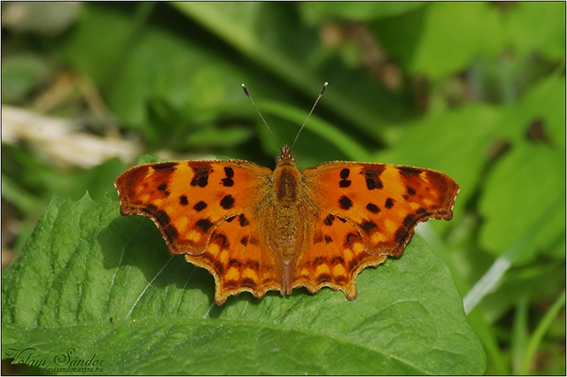 Nymphalis c-album - C-betűs lepke