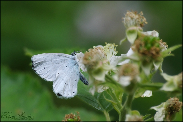 Celastrina argiolus - bengeboglárka