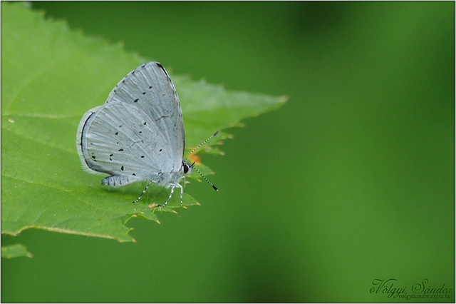 Celastrina argiolus - bengeboglárka
