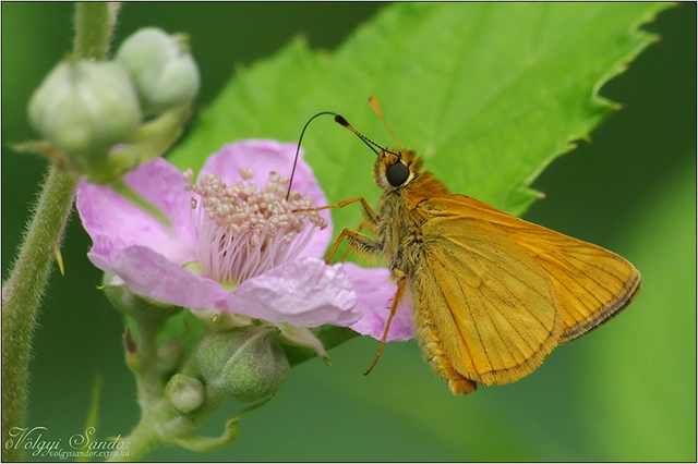 Ochlodes sylvanus - erdei busalepke