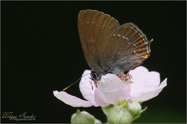 Satyrium ilicis - tölgyfa-csücsköslepke