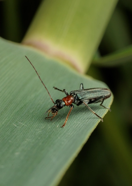 Oedemera croceicollis - pirostorú álcincér
