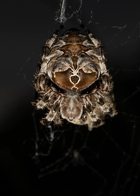 Araneus grossus - óriás keresztespók
