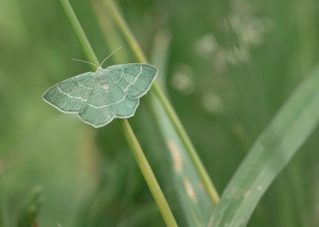 Chlorissa cloraria - sárgászöld araszoló
