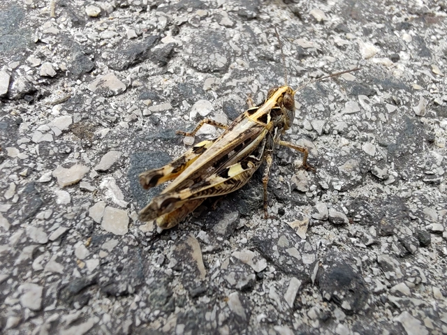 Dociostaurus brevicollis - rövidnyakú sáska