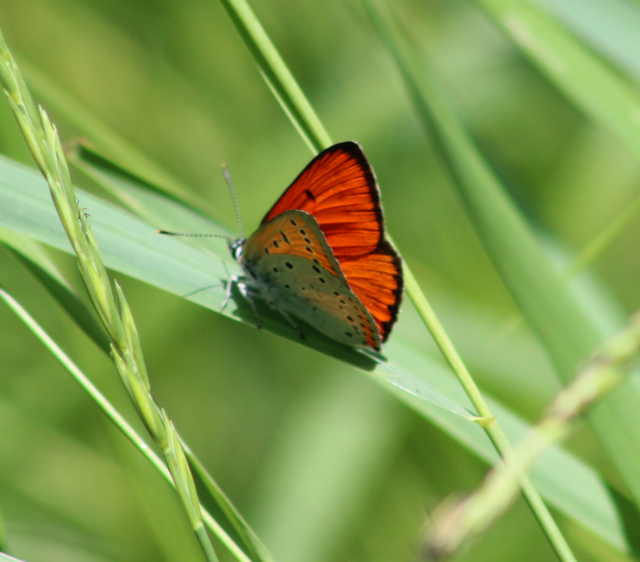 Lycaena dispar rutilus - nagy tűzlepke