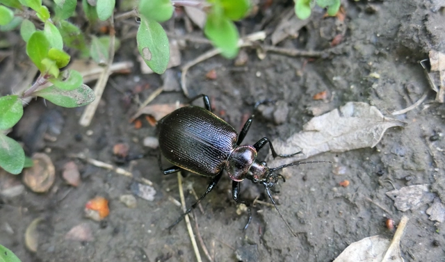 Calosoma inquisitor - kis bábrabló