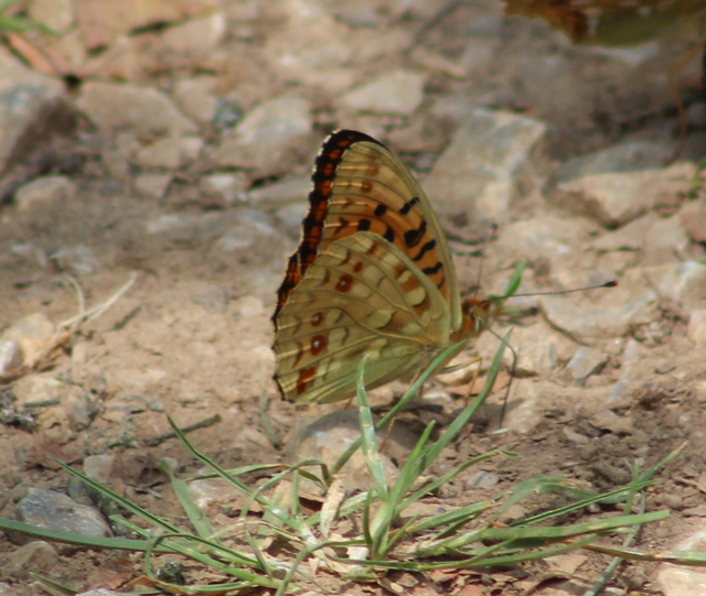 Argynnis adippe - ezüstös gyöngyházlepke