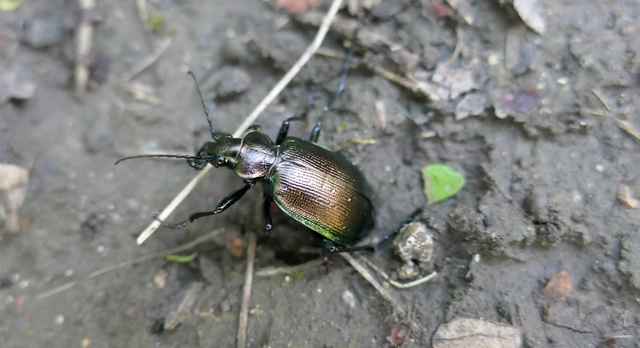 Calosoma inquisitor - kis bábrabló