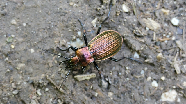 Carabus ulrichii - rezes futrinka Carabus ulrichii - rezes futrinka