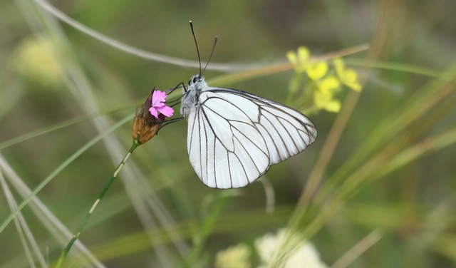 Aporia crataegi - galagonyalepke