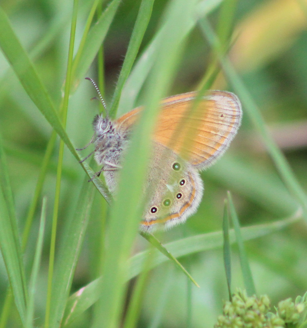 Coenonympha glycerion - közönséges szénalepke