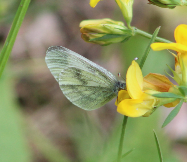 Leptidea sinapis - mustárlepke