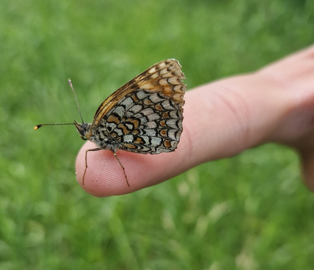 Melitaea phoebe - nagy tarkalepke
