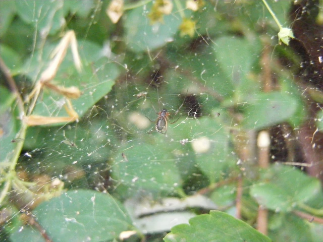 Linyphiidae - vitorláspókok