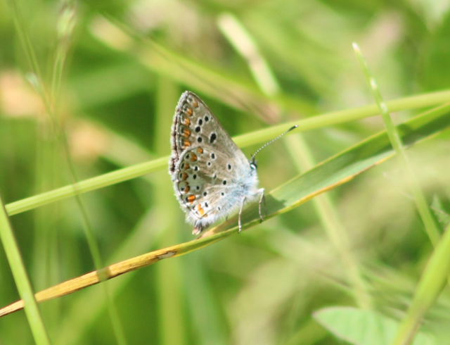 Aricia artaxerxes issekutzi - bükki szerecsenboglárka