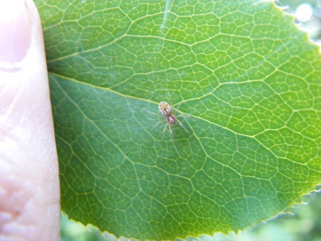Nigma flavescens - vöröslő hamvaspók
