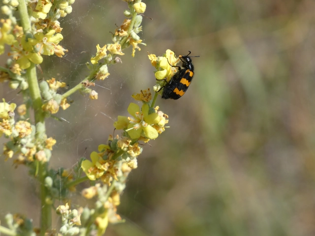 Mylabris variabilis - szalagos hólyaghúzó Mylabris variabilis - szalagos hólyaghúzó