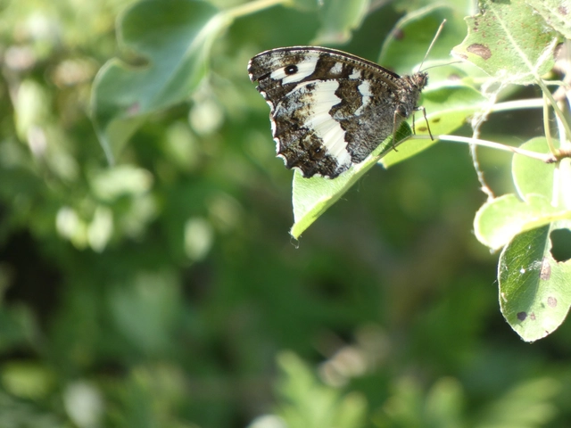 Brintesia circe - fehéröves szemeslepke