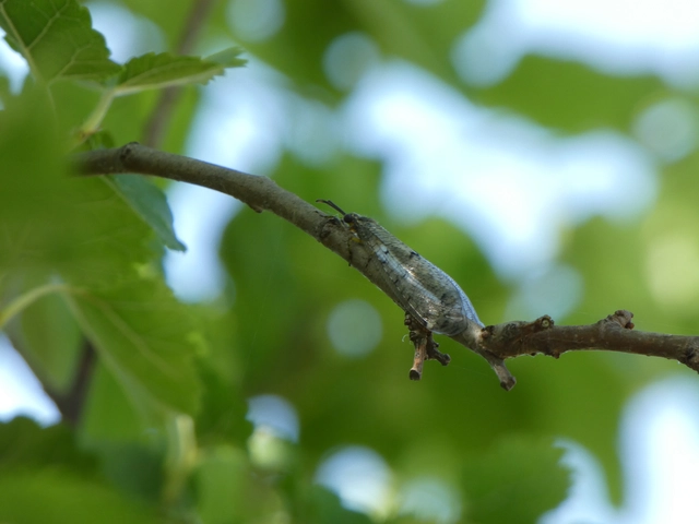 Distoleon tetragrammicus - négyfoltos hangyaleső