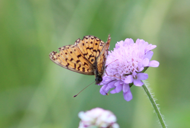 Boloria selene - fakó gyöngyházlepke