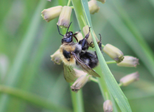Bombus pascuorum - mezei poszméh