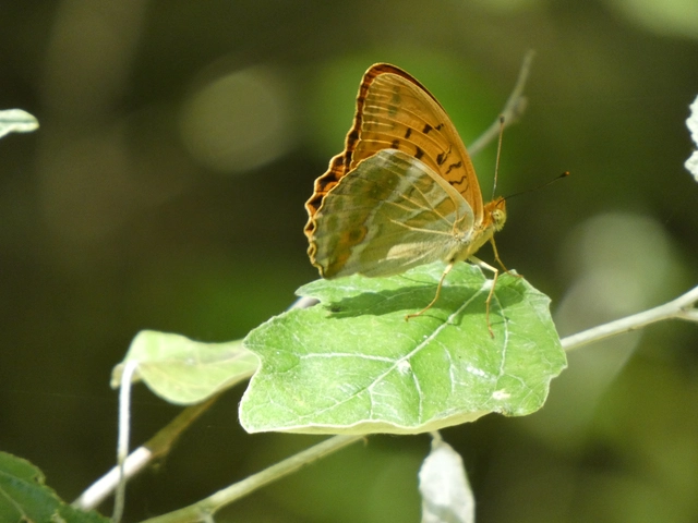Argynnis paphia - nagy gyöngyházlepke