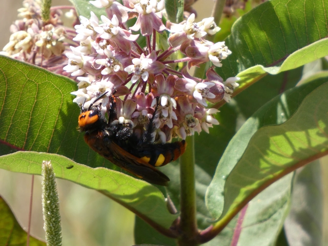 Megascolia maculata - óriás-tőrösdarázs