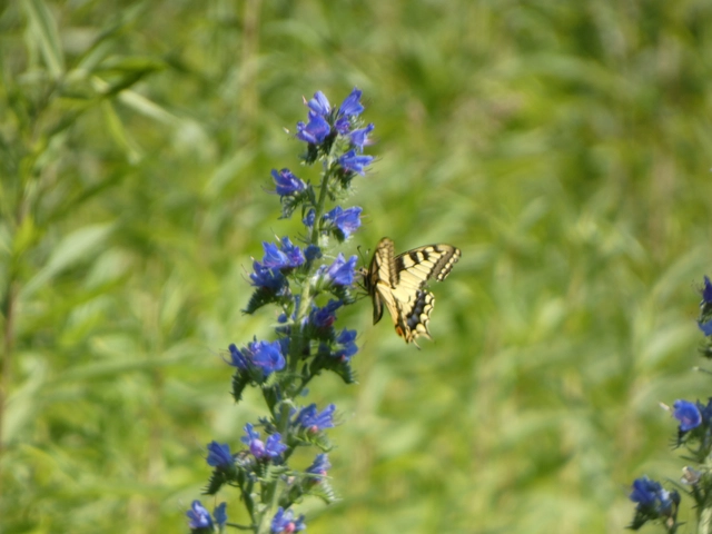 Papilio machaon - fecskefarkú lepke
