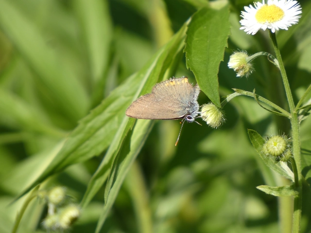 Satyrium acaciae - akác-csücsköslepke