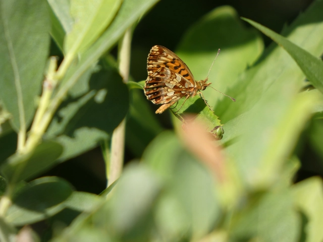 Boloria dia - kis gyöngyházlepke