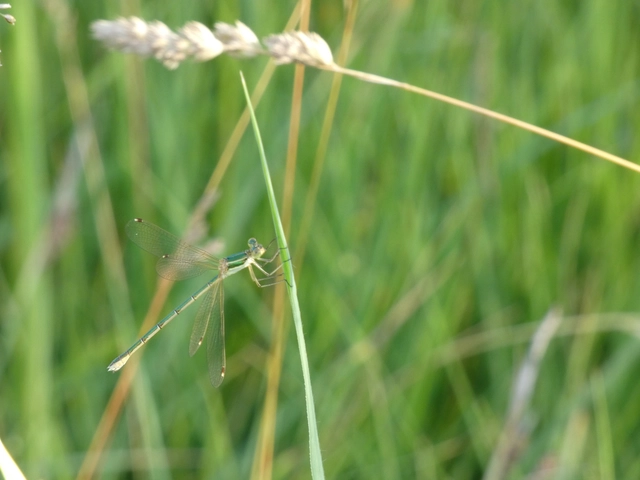 Lestes barbarus - foltosszárnyjegyű rablószitakötő