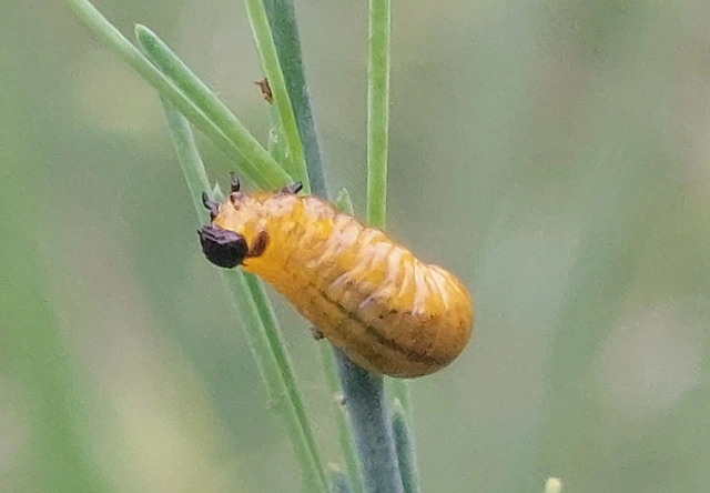 Crioceris duodecimpunctata - tizenkétpontos spárgabogár