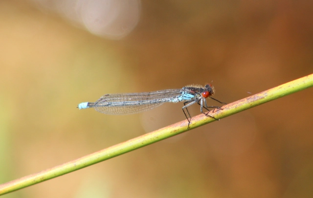 Erythromma najas - nagy pirosszemű-légivadász