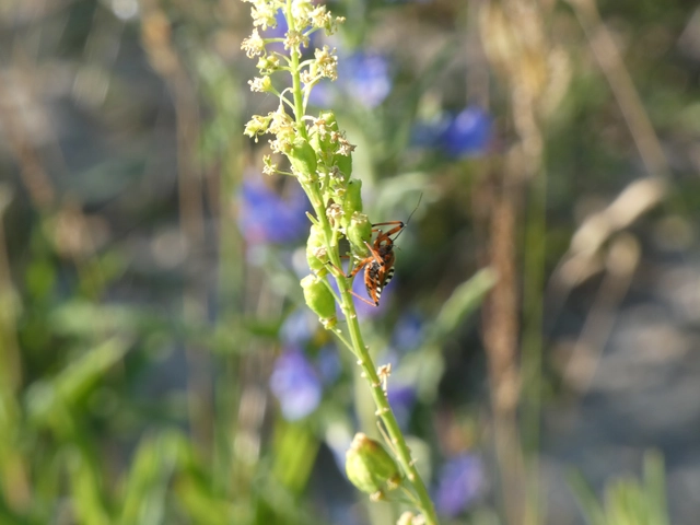 Rhynocoris iracundus - közönséges gyilkospoloska