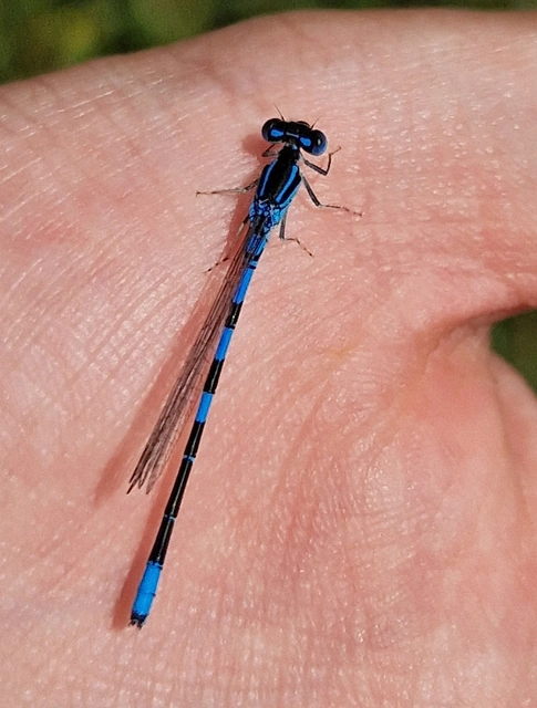 Coenagrion scitulum - mediterrán légivadász