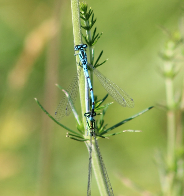 Coenagrion puella - azúrkék légivadász