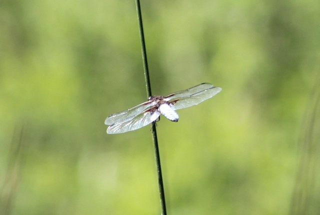 Libellula depressa - széles laposacsa